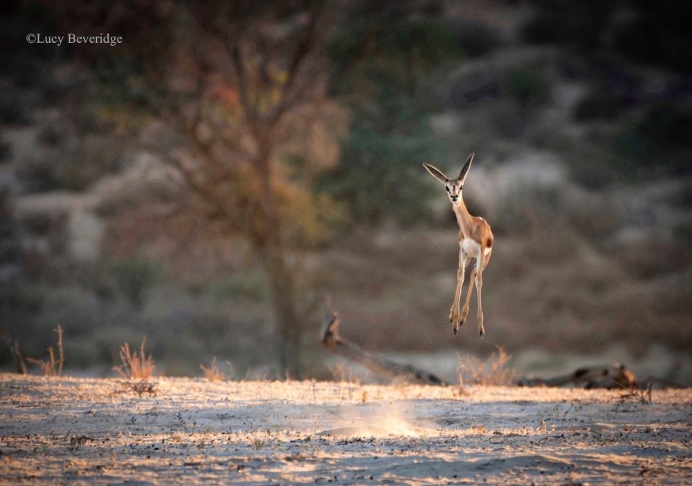 Early Entries from Comedy Wildlife Photography Awards 2021 are Absolutely Hilarious