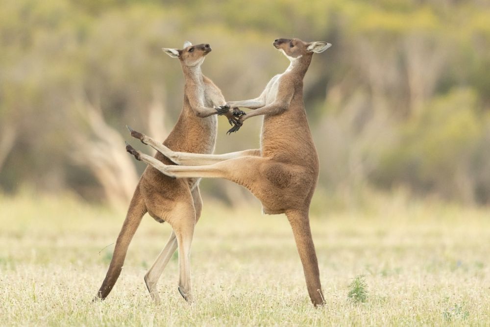 Early Entries from Comedy Wildlife Photography Awards 2021 are Absolutely Hilarious