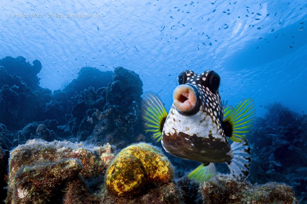 Early Entries from Comedy Wildlife Photography Awards 2021 are Absolutely Hilarious