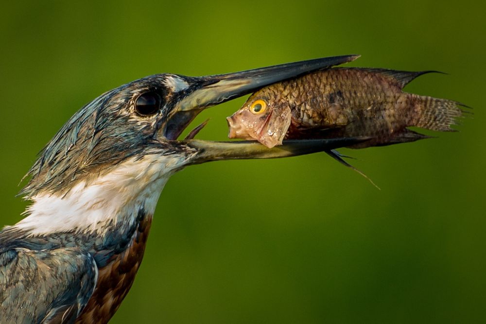 Early Entries from Comedy Wildlife Photography Awards 2021 are Absolutely Hilarious