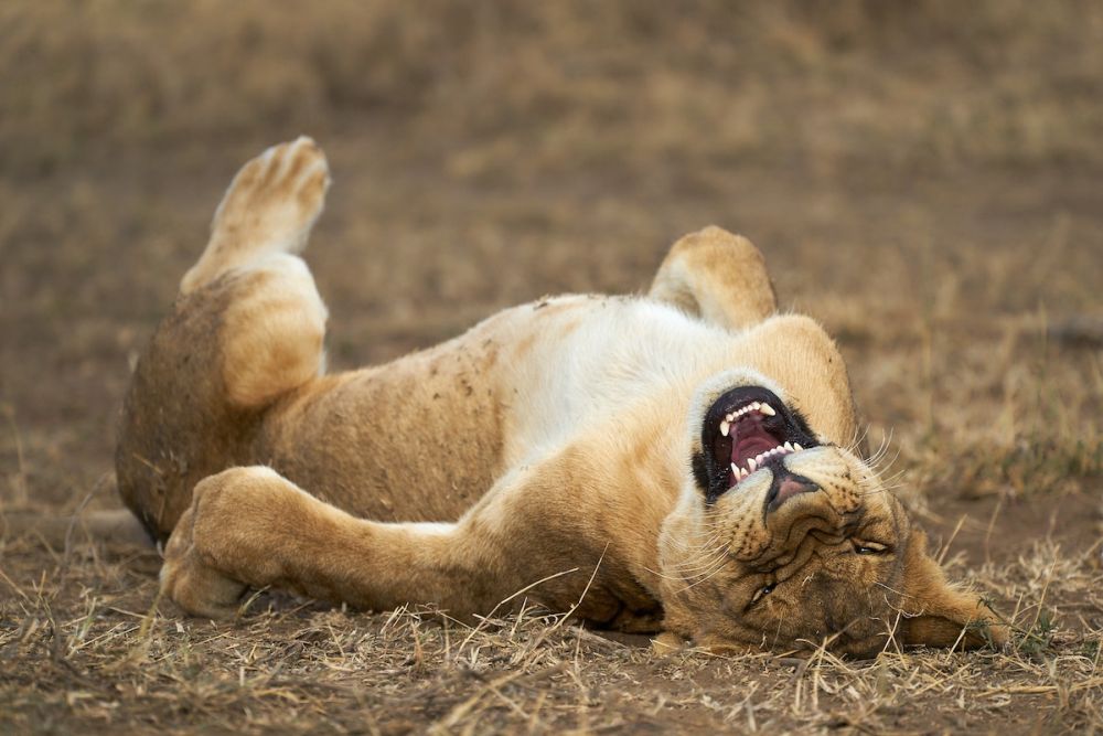 Early Entries from Comedy Wildlife Photography Awards 2021 are Absolutely Hilarious