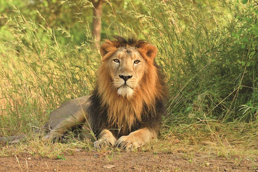 Eight Asiatic Lions Test Positive for Coronavirus in India