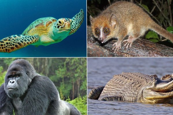 Endangered Animals on the Brink of Extinction