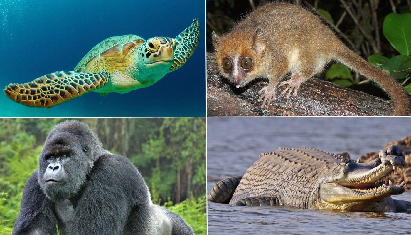 25 Endangered Animals that are on Brink of Extinction