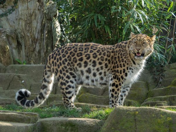 25 Endangered Animals that are on Brink of Extinction
