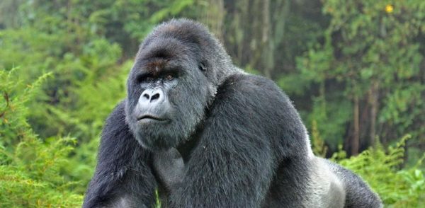 25 Endangered Animals that are on Brink of Extinction