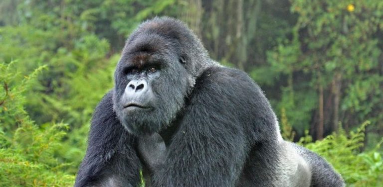 25 Endangered Animals that are on Brink of Extinction