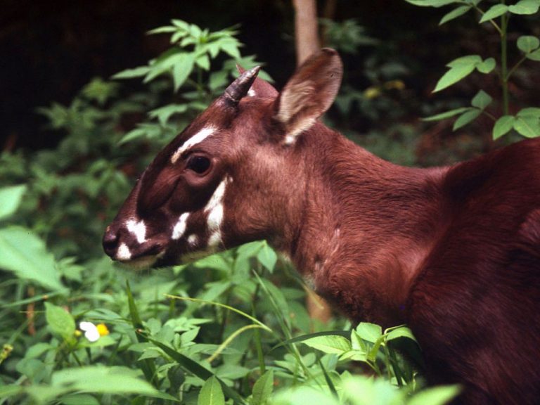 25 Endangered Animals that are on Brink of Extinction