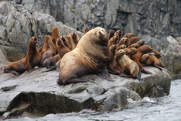 25 Endangered Animals that are on Brink of Extinction