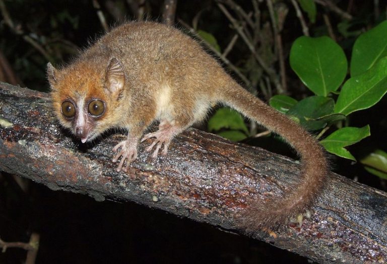 25 Endangered Animals that are on Brink of Extinction