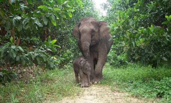 25 Endangered Animals that are on Brink of Extinction