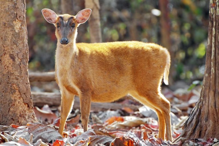 25 Endangered Animals that are on Brink of Extinction