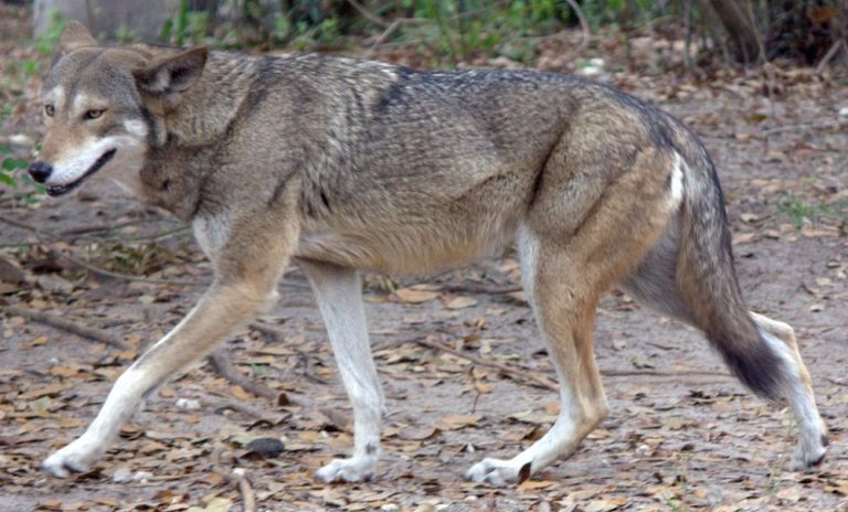 25 Endangered Animals that are on Brink of Extinction