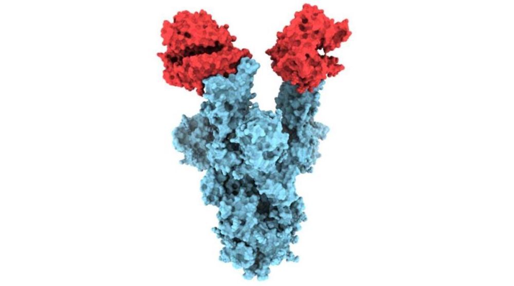 Indian Variant of Covid-19 Declared as Variant of Concern by WHO