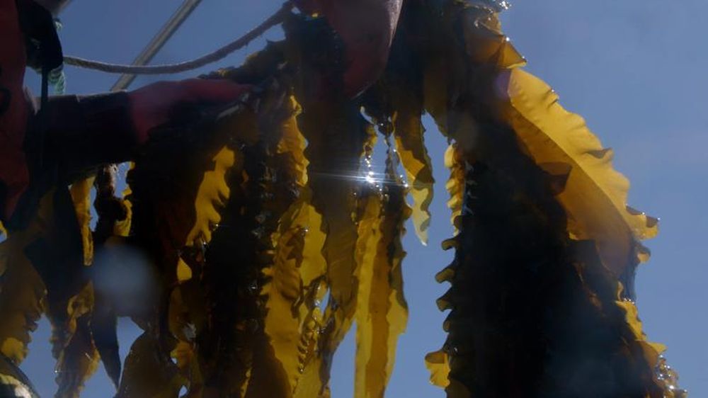 American Startup is Growing Kelp to Pull Carbon From the Air Then Sink it in the Ocean