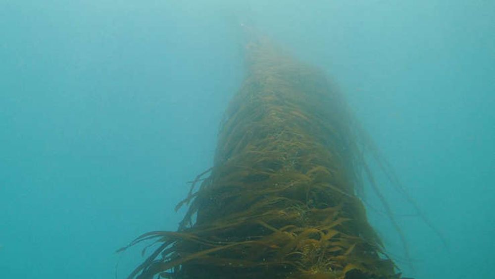 American Startup is Growing Kelp to Pull Carbon From the Air Then Sink it in the Ocean