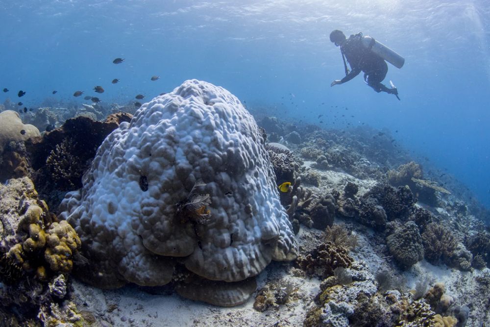 Microbiome Transplants help Coral Reefs to Combat Heat Stress