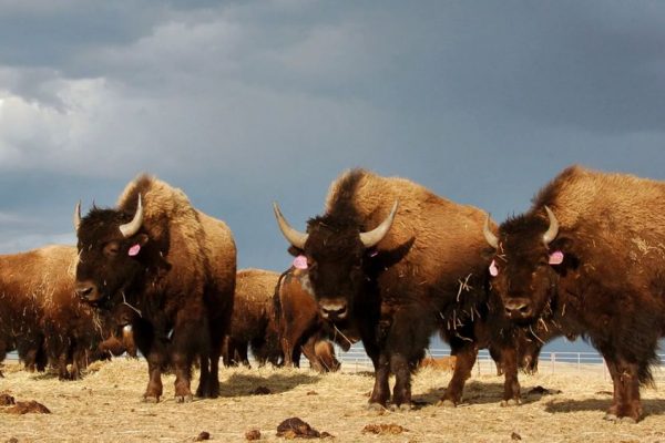 National Park Service Requests Volunteers to Kill Bison Overpopulation in Grand Canyon
