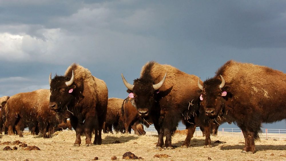 National Park Service Requests Volunteers to Kill Bison Overpopulation in Grand Canyon 