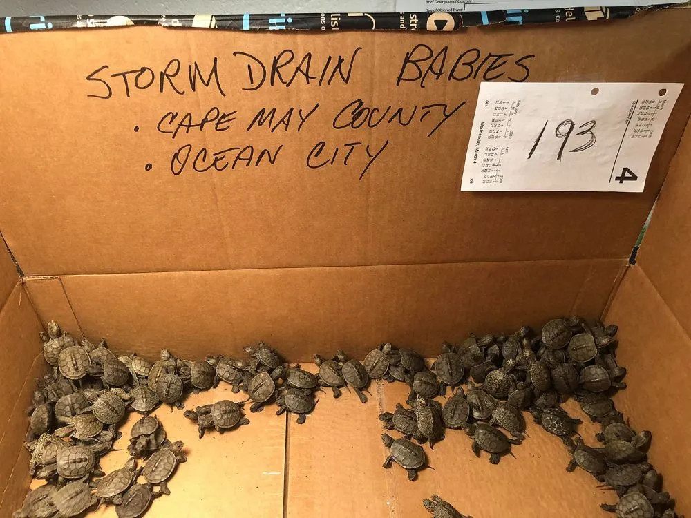 Over 800 Baby Turtle rescued from Drain near New Jersey Shore