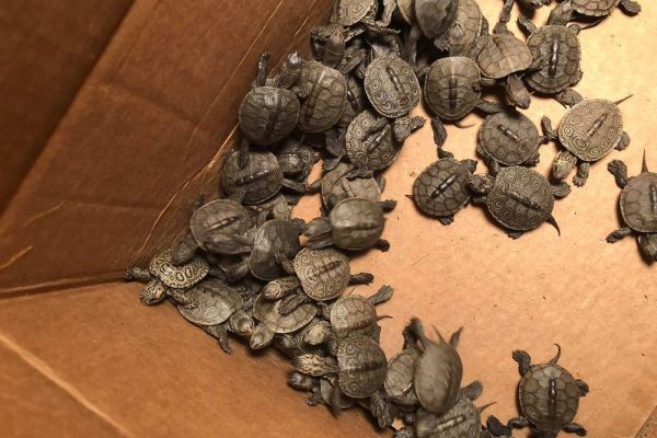 Over 800 Baby Turtle rescued from Drain near New Jersey Shore
