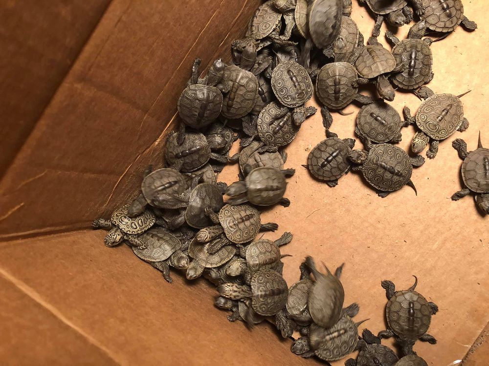 Over 800 Baby Turtle rescued from Drain near New Jersey Shore