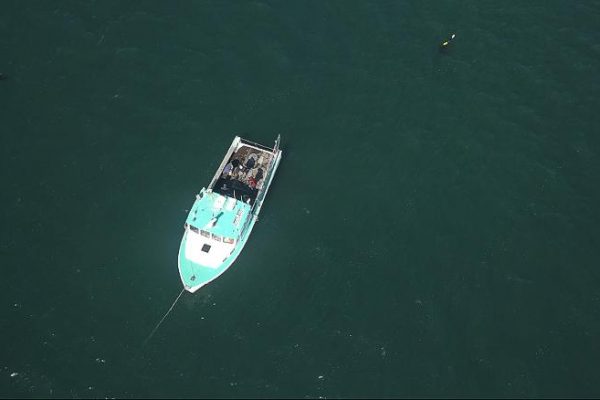 American Startup is Growing Kelp to Pull Carbon From the Air Then Sink it in the Ocean