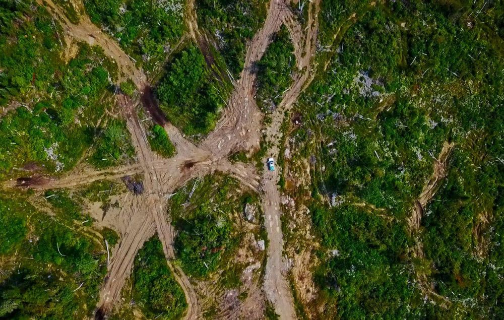 Toilet Paper and Deforestation: Are We Flushing Our Forests down the Toilet?