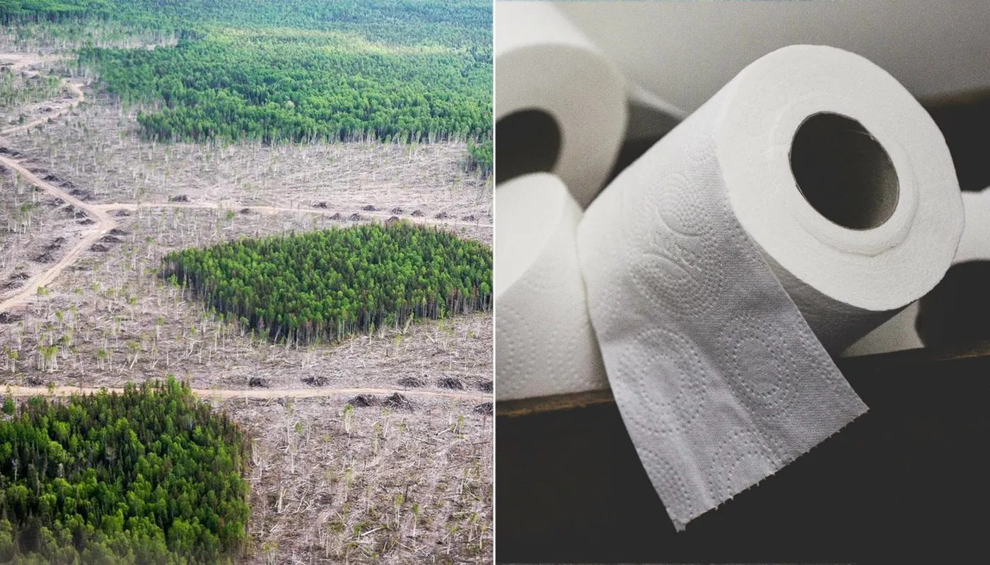 Toilet Paper and Deforestation