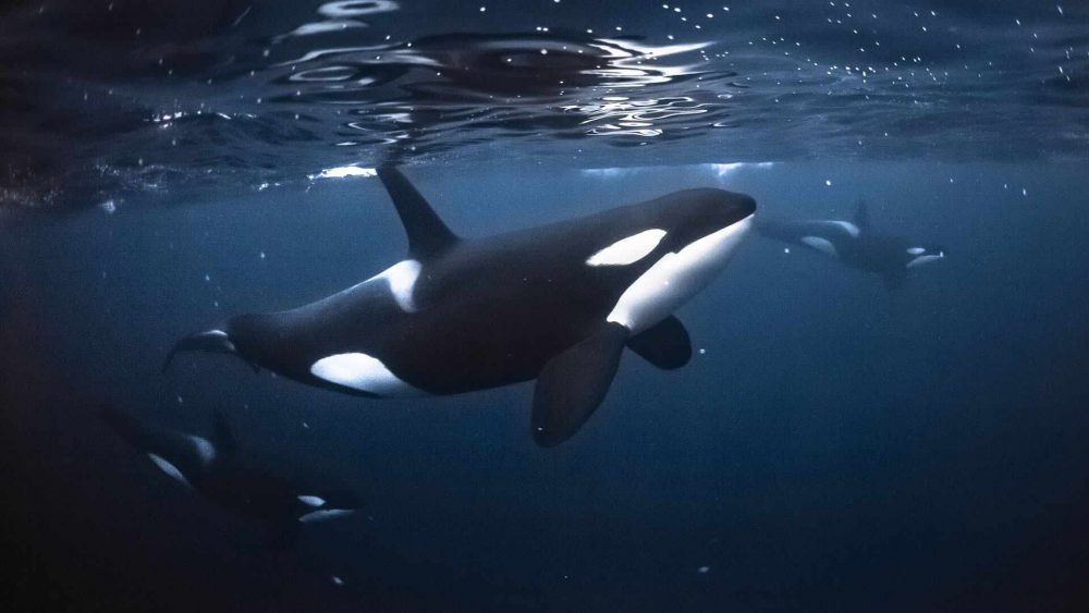 Toxic Flame Retardants Found in Killer Whale Fat During Autopsies