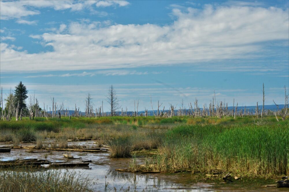 Peatland - drying - carbon