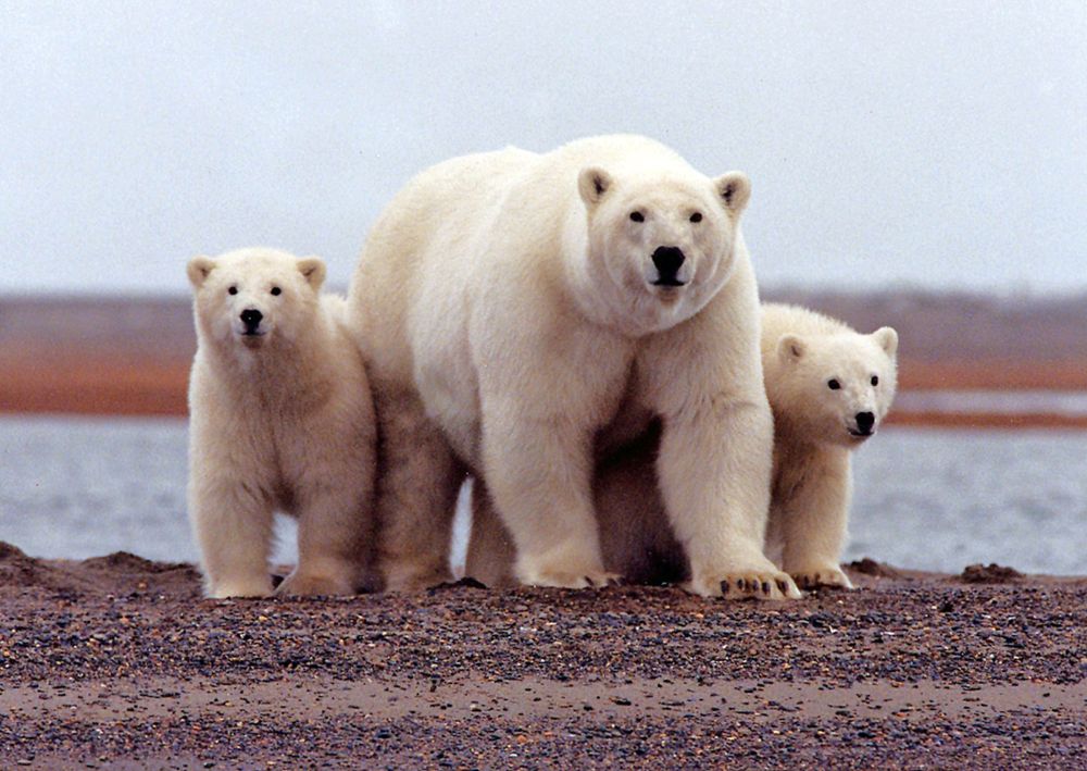 Biden Suspends Oil and Gas Leases in Arctic National Wildlife Refuge