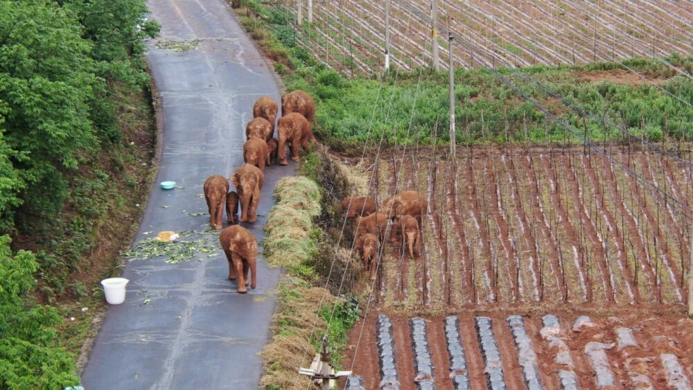 China elephants wandering viral ABC News