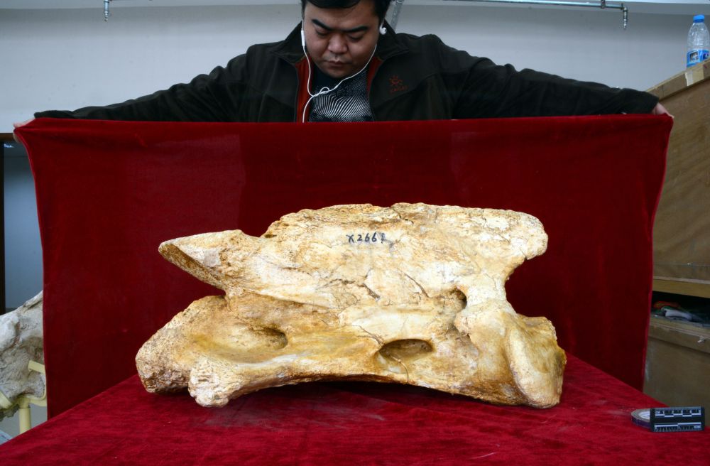 Fossils of Giant Prehistoric Rhino belong to Largest Land Mammal