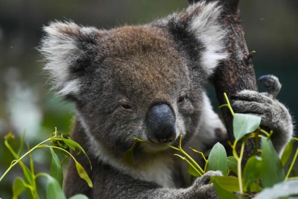 Koalas could be listed as Endangered in Eastern Australia after Bushfire Destruction