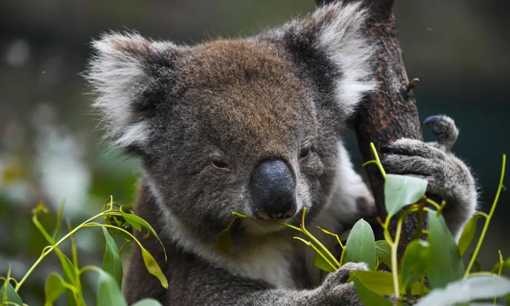 Koalas could be listed as Endangered in Eastern Australia after Bushfire Destruction