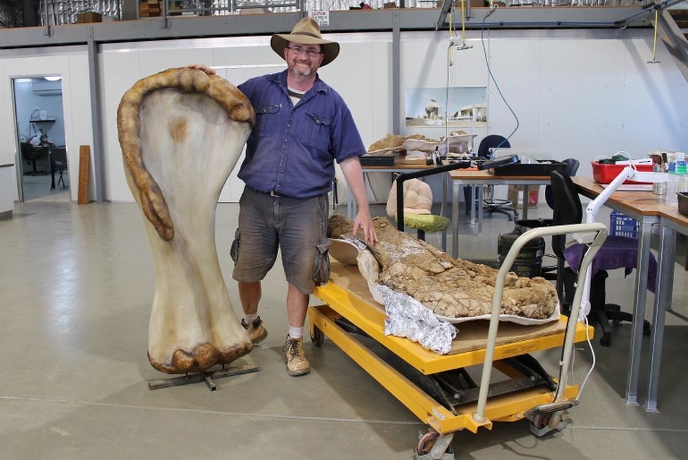 New Dinosaur Species Found in Australia is one of the Largest in the World