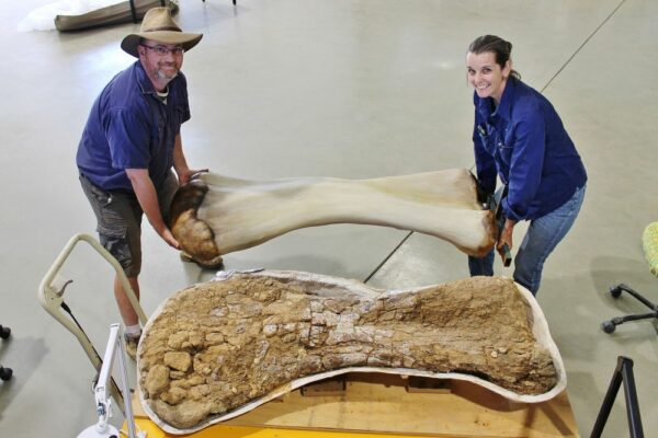 New Dinosaur Species Found in Australia is one of the Largest in the World