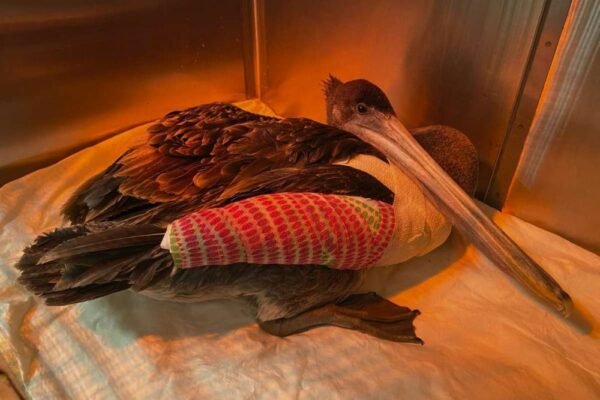 Over 30 Pelicans Mutilated along Coastal Stretch of Southern California