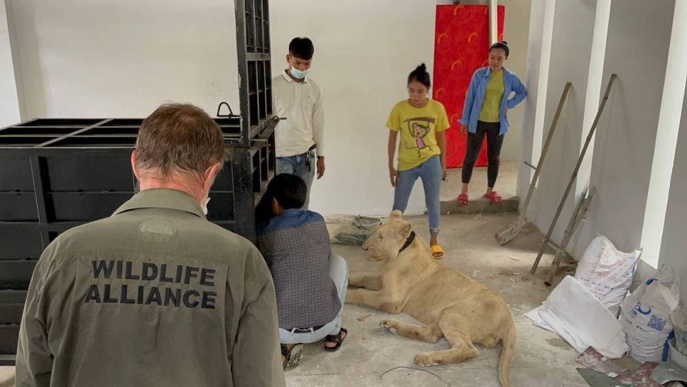 Pet Lion Confiscated in Cambodia after Appearances on TikTok Videos