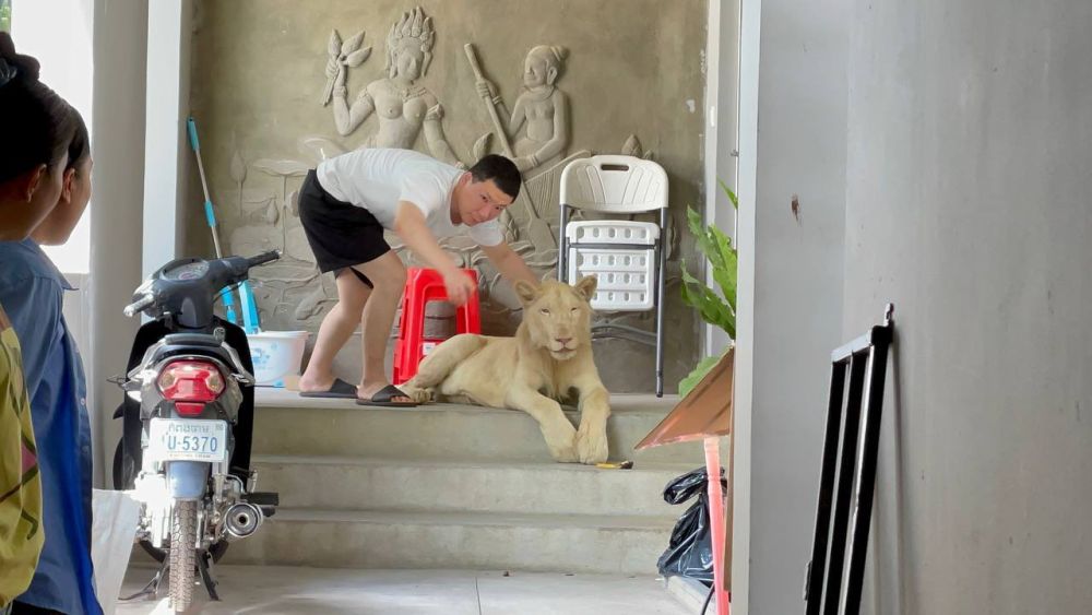 Pet Lion Confiscated in Cambodia after Appearances on TikTok Videos