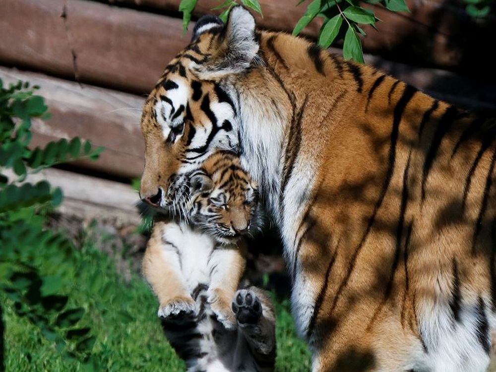 Pictures of Adorable Siberian Tiger Cubs in Polish Zoo are winning Hearts
