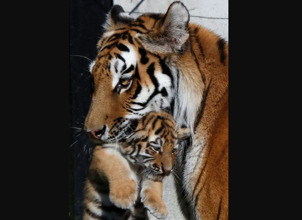 Pictures of Adorable Siberian Tiger Cubs in Polish Zoo are winning Hearts