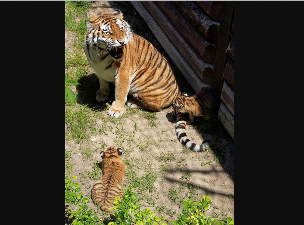 Pictures of Adorable Siberian Tiger Cubs in Polish Zoo are winning Hearts