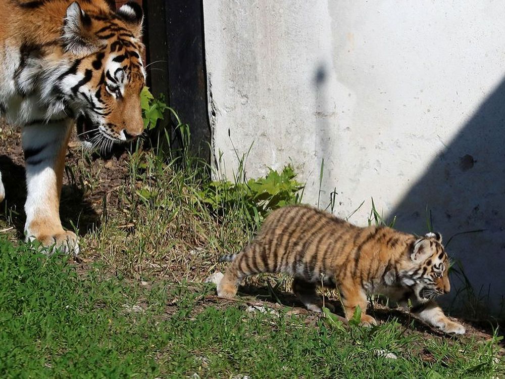 Pictures of Adorable Siberian Tiger Cubs in Polish Zoo are winning Hearts