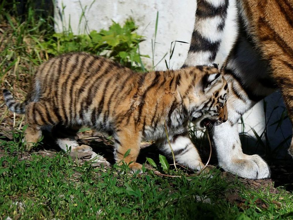 Pictures of Adorable Siberian Tiger Cubs in Polish Zoo are winning Hearts