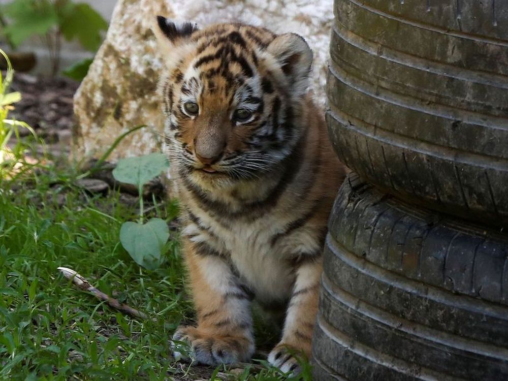 Pictures of Adorable Siberian Tiger Cubs in Polish Zoo are winning Hearts