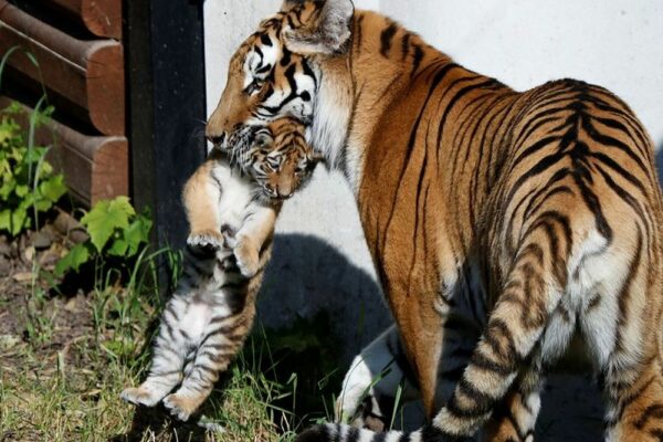 Pictures of Adorable Siberian Tiger Cubs in Polish Zoo are winning Hearts