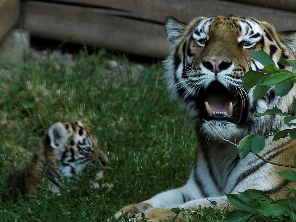 Pictures of Adorable Siberian Tiger Cubs in Polish Zoo are winning Hearts