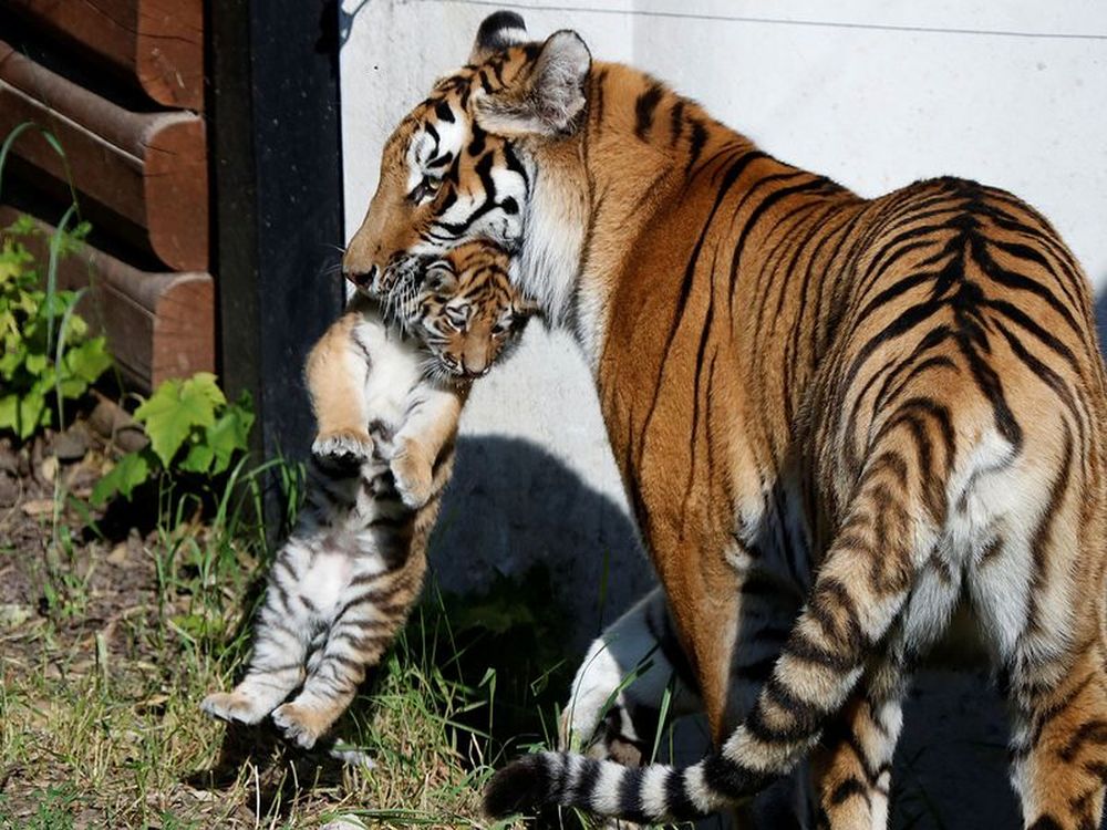 Pictures of Adorable Siberian Tiger Cubs in Polish Zoo are winning Hearts